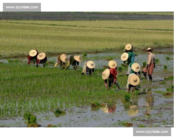犁地比赛激烈展开 乡村传统技艺与现代农业创新的精彩对决